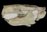 Fossil Squirrel-Like Mammal (Ischyromys) Skull - Nebraska #176357-1